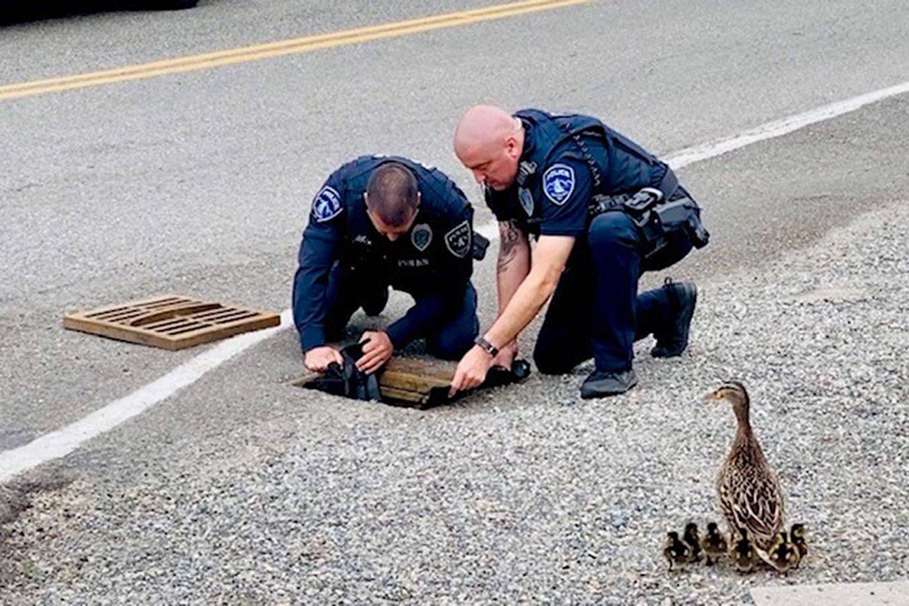 Des Moines Police rescue ducklings from storm drain