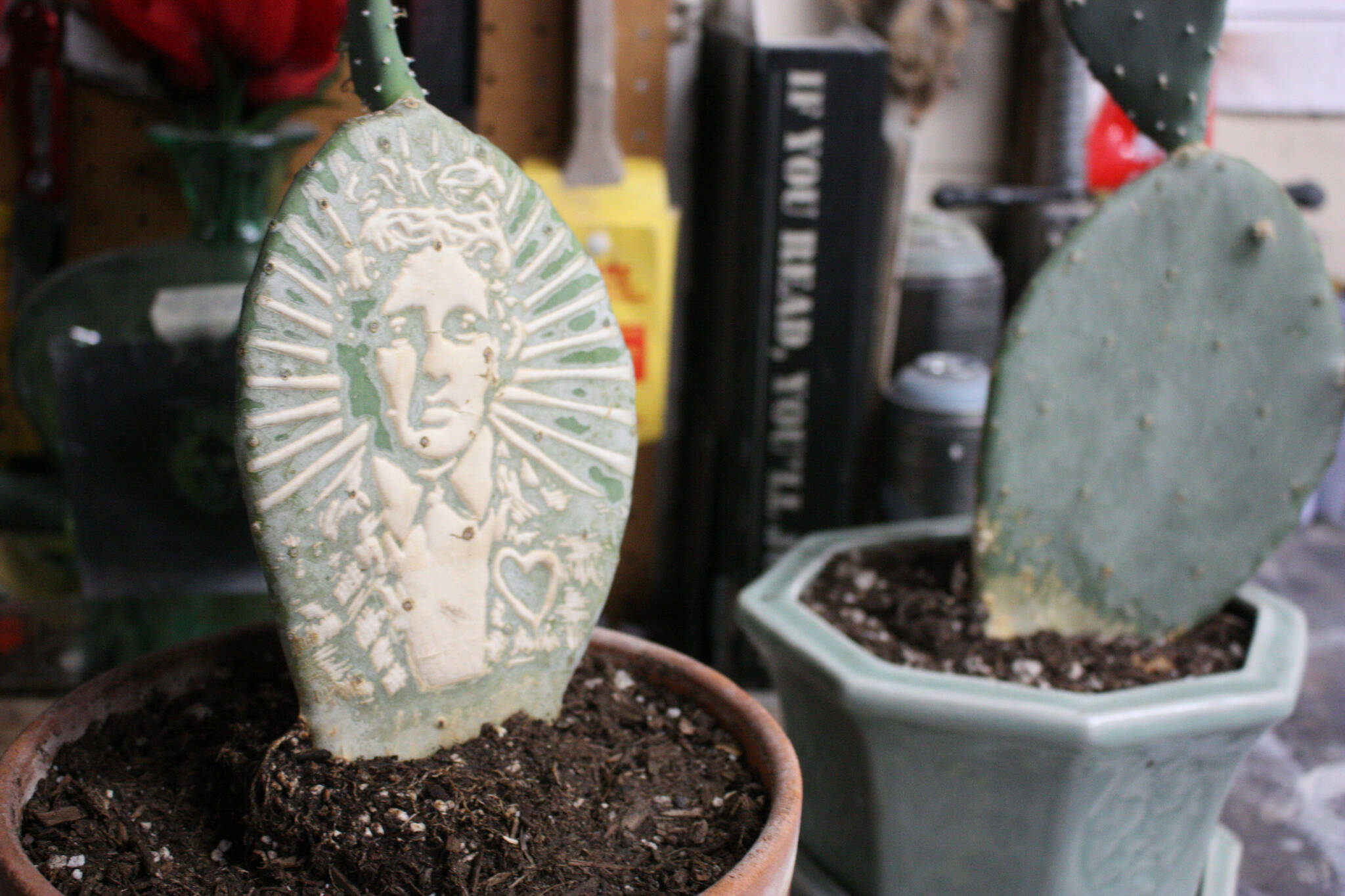 A cactus that Codd has etched his logo into with a laser cutter (photo by Cameron Sheppard)