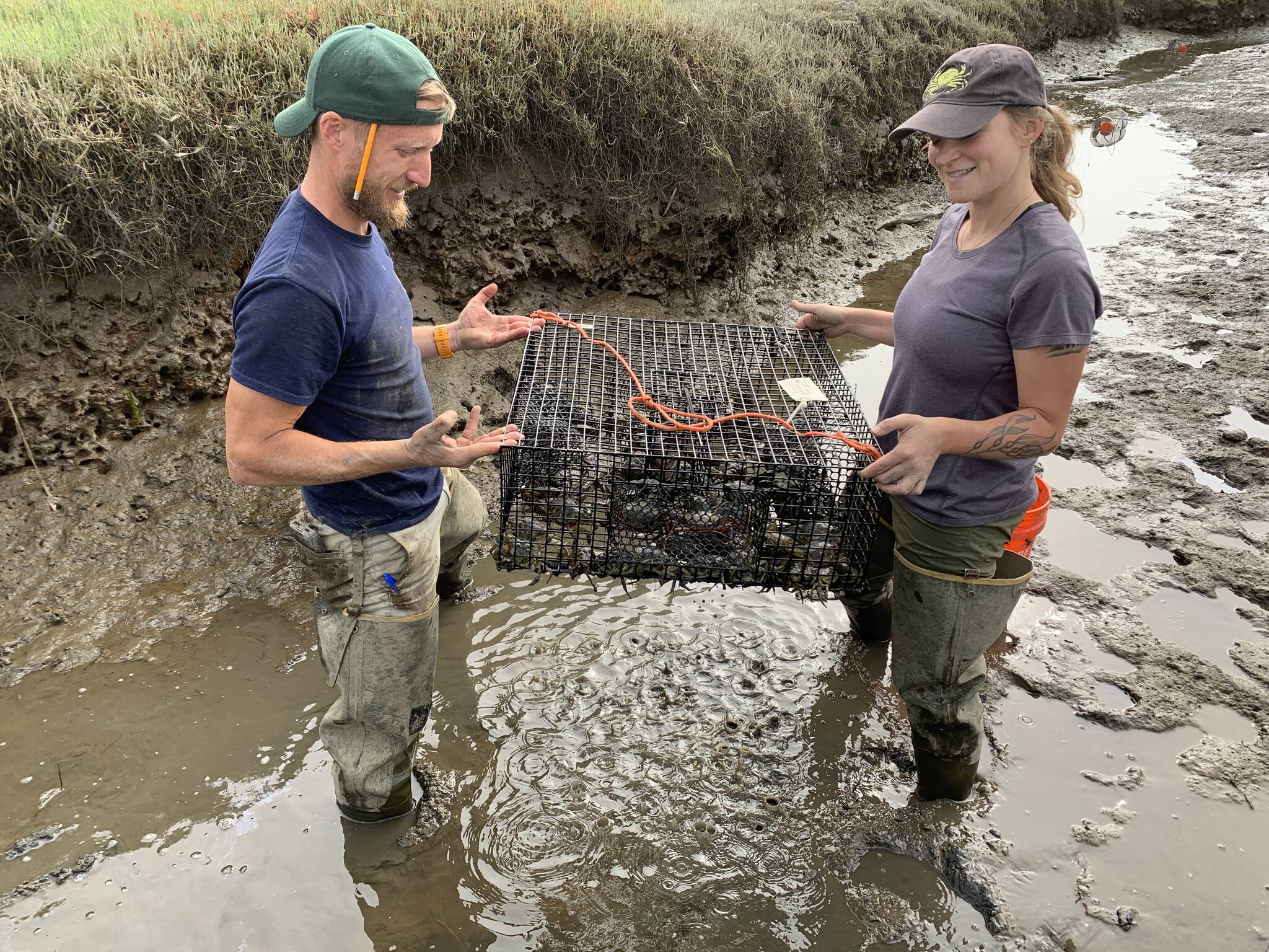 WDFW and Washington Sea Grant collaborating to remove European Green Crabs from Willapa Bay. Photo courtesy of Chase Gunnell. Photo courtesy of Chase Gunnell.