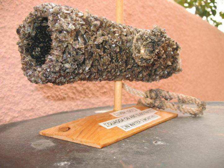 3 months of quagga mussel accumulation on pipe. Photo credit: Washington Department of Fish and Wildlife.