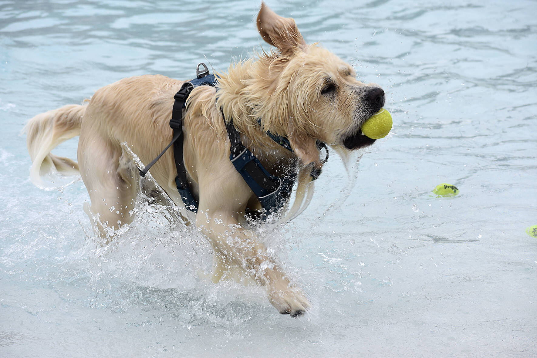 Photo by Haley Ausbun. The Henry Moses Aquatic Center wrapped up the season with a splash— from local pups! The Pooch Plunge gave dogs free reign of the lazy river and wave pool, Saturday, Sept. 7 2019.