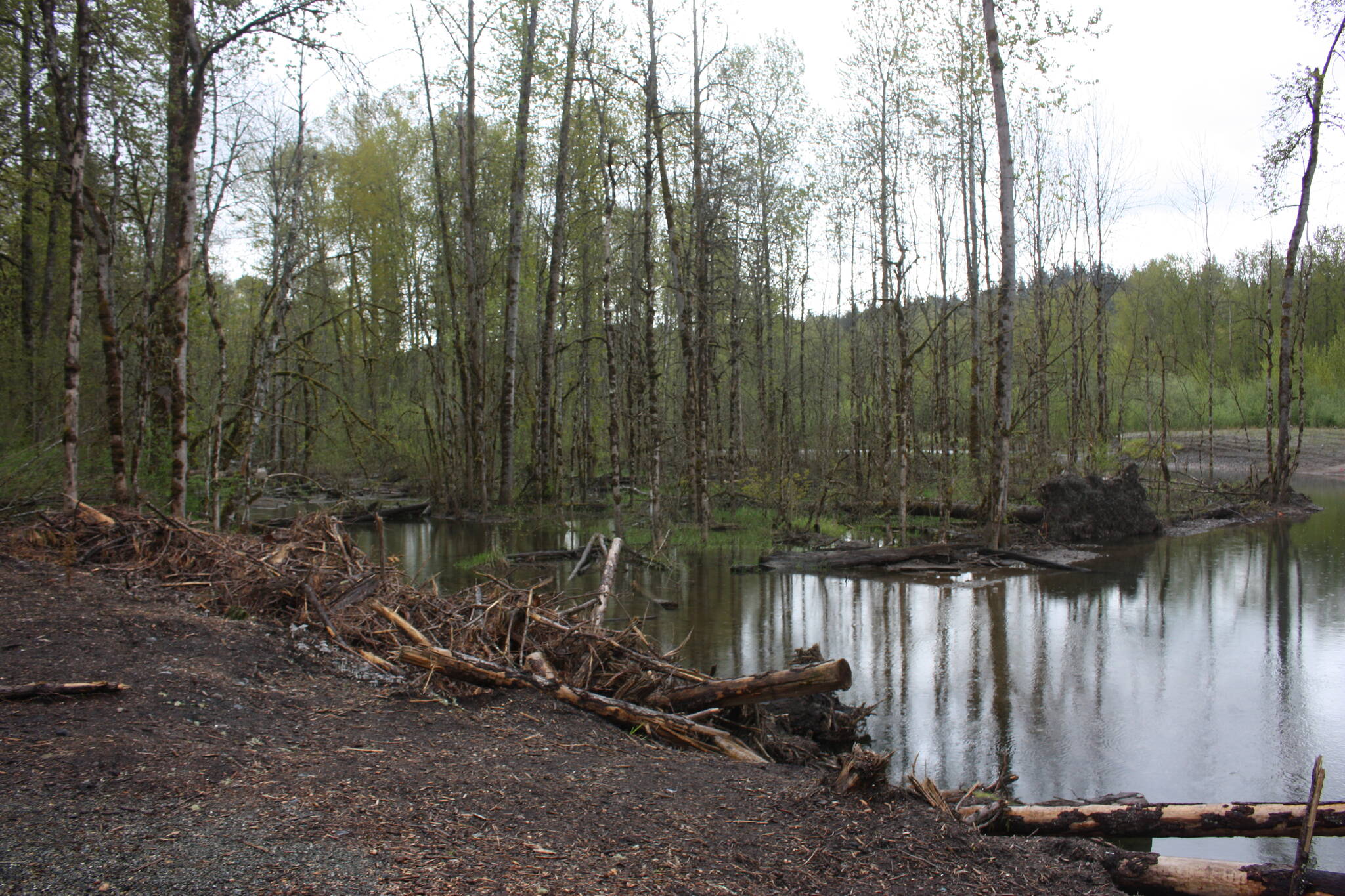 The site of where the Lones Levee was cleared on Green River to restore salmon habitat. (Cameron Sheppard/Sound Publishing)