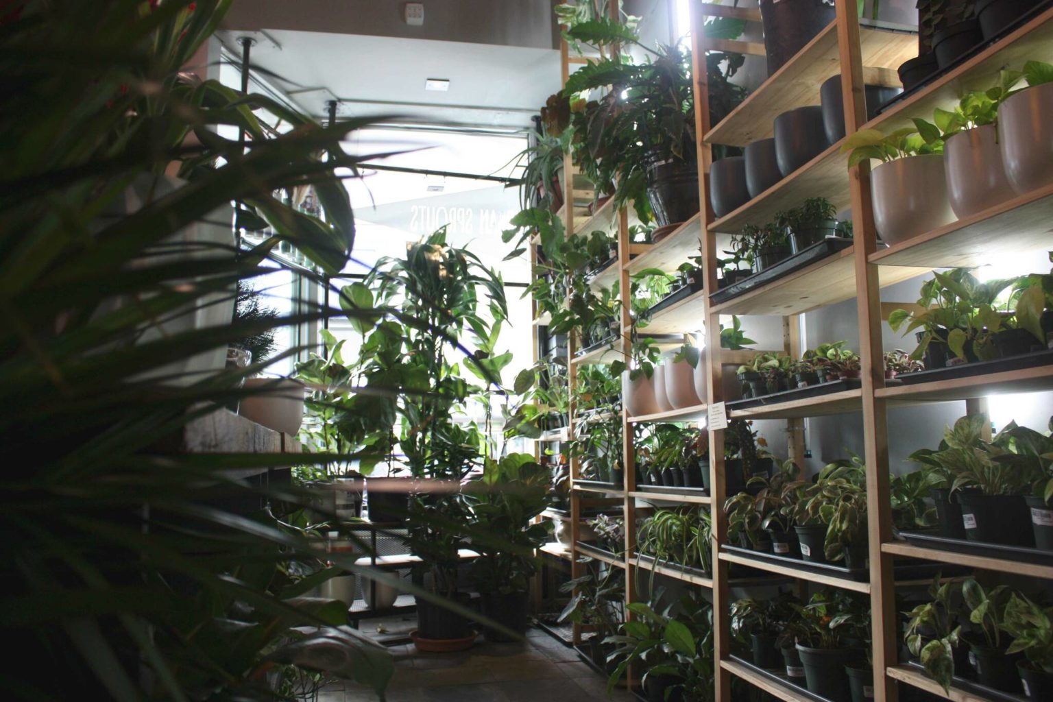 Renton’s Urban Sprouts is local utopia for new and experienced plant