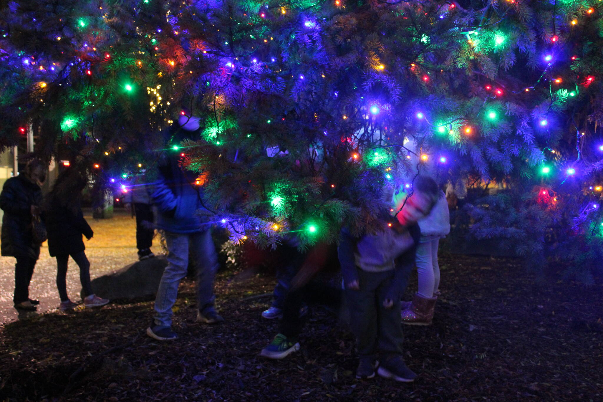 As soon as the Christmas tree was lit, children ran beneath the tree to play under the lights. Photo by Bailey Jo Josie/Sound Publishing.