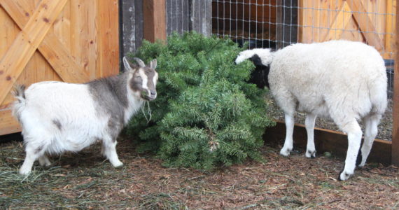 Goats and sheep alike love the taste of old Christmas trees. Bailey Jo Josie/Sound Publishing