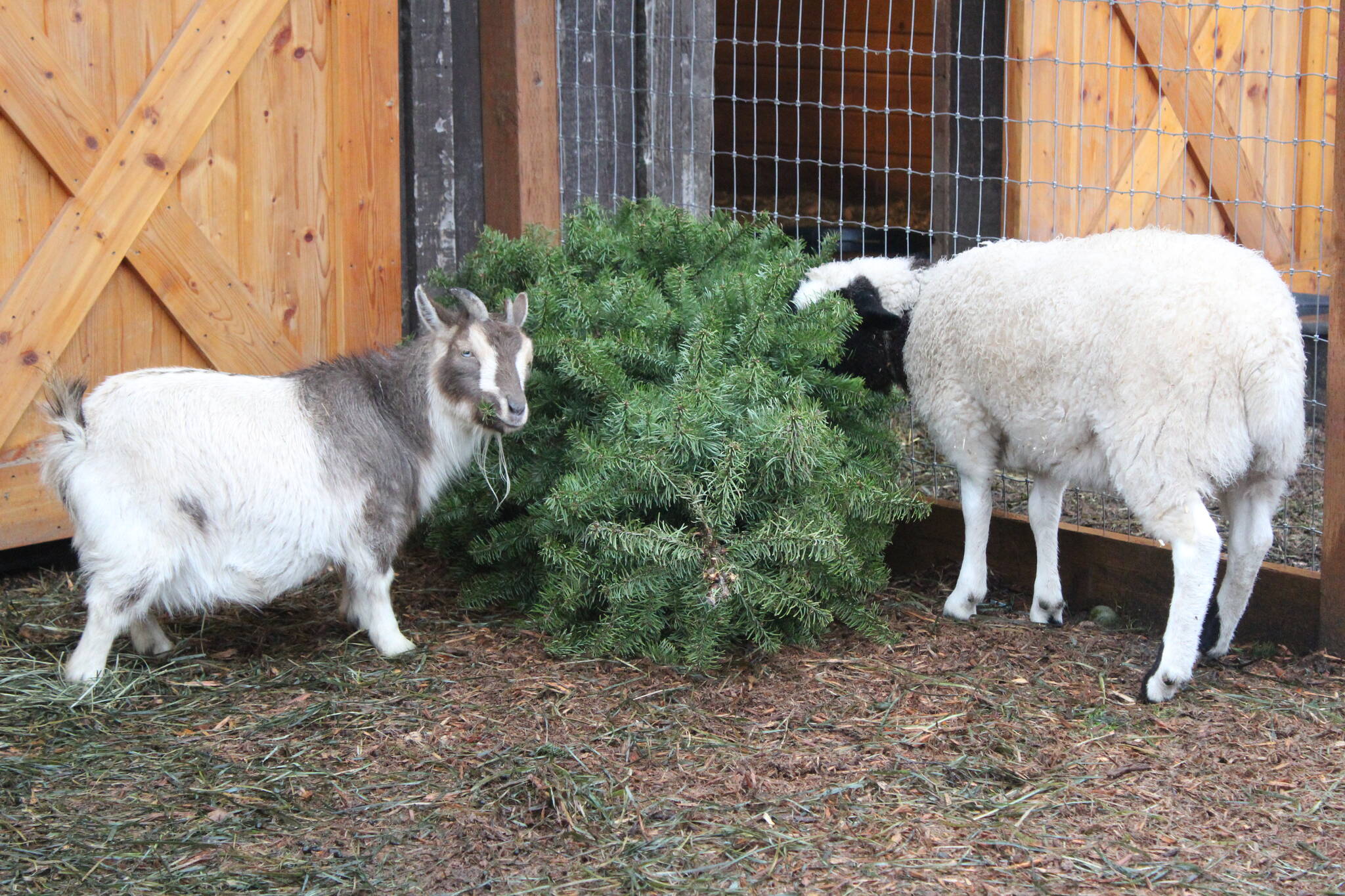 Goats and sheep alike love the taste of old Christmas trees. Bailey Jo Josie/Sound Publishing