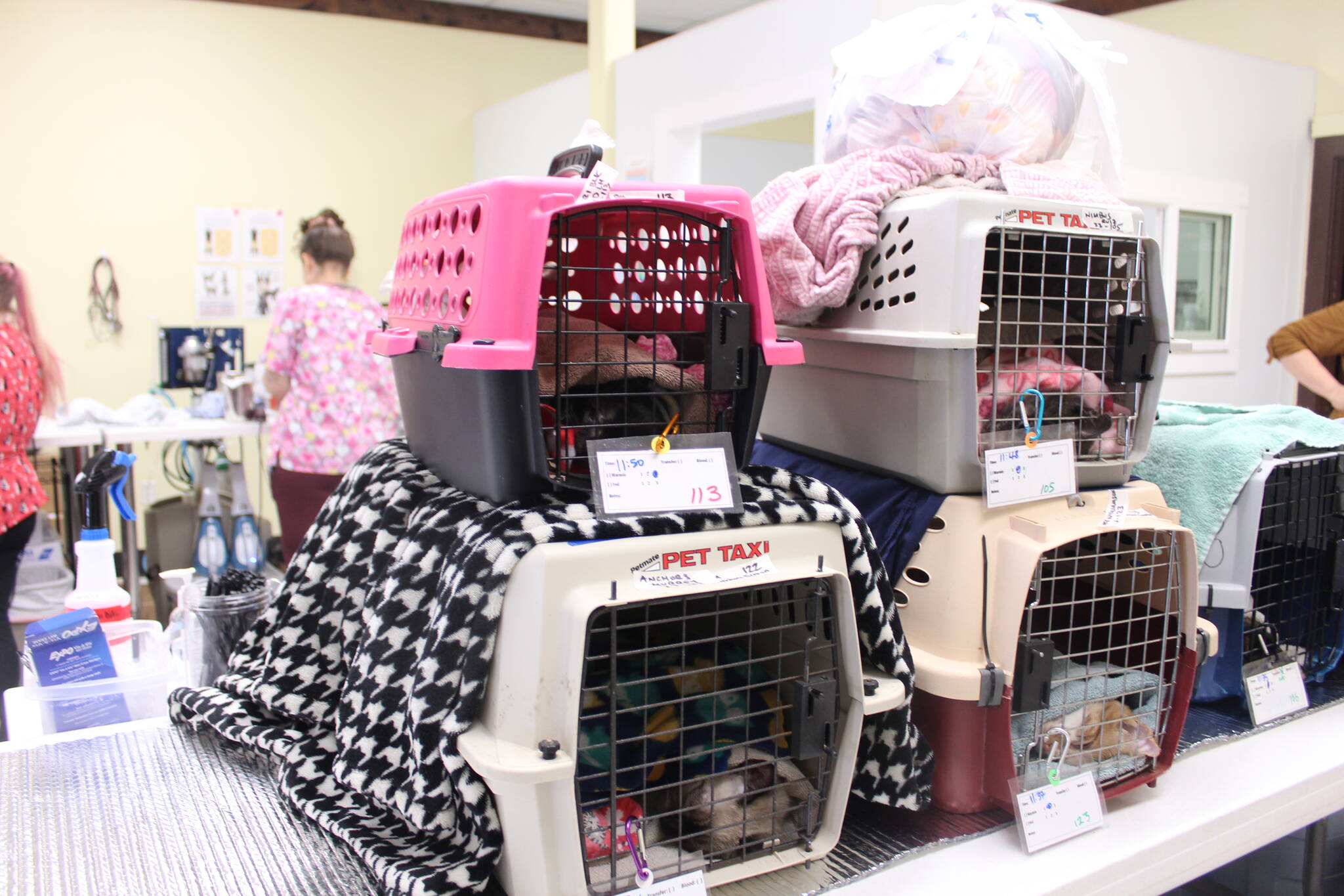 In the recovery area of the clinic, sleeping cats are put in their carriers and wrapped in blankets. Bailey Jo Josie/Renton Reporter