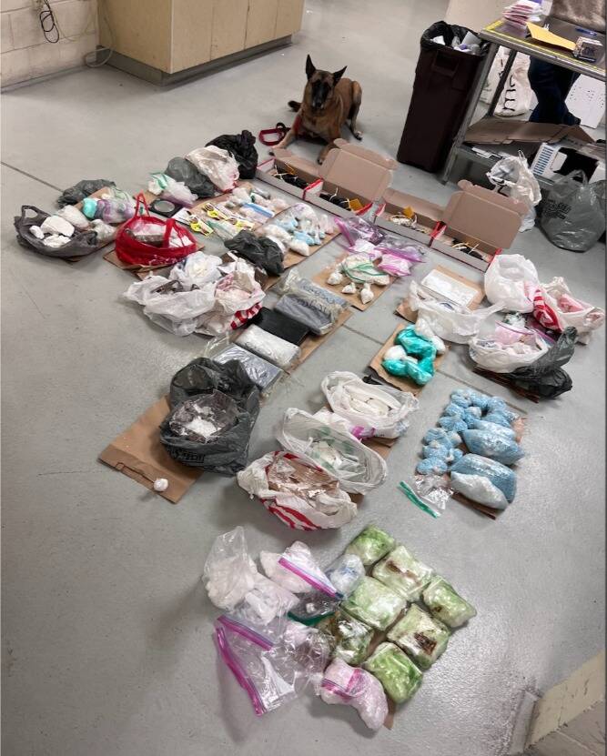 SET Officer K-9 Zoey poses with the drugs seized by law enforcement from the narcotics arrests on Valentine’s Day. Photo courtesy of Renton Police Department