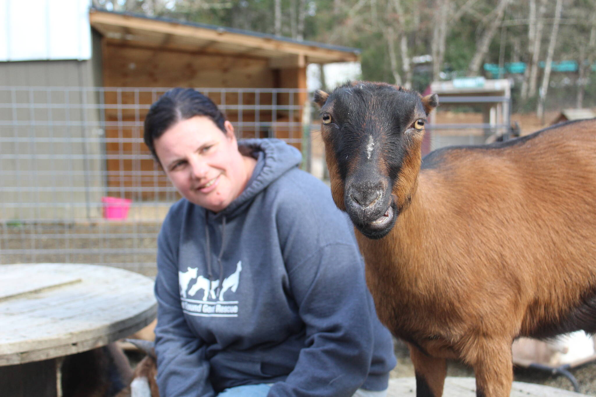 Photos by Bailey Jo Josie / Renton Reporter
Executive Director Sarah Klapstein says the Puget Sound Goat Rescue saves 200 to 300 goats a year, especially around the big slaughter seasons of Easter and Ramadan.
