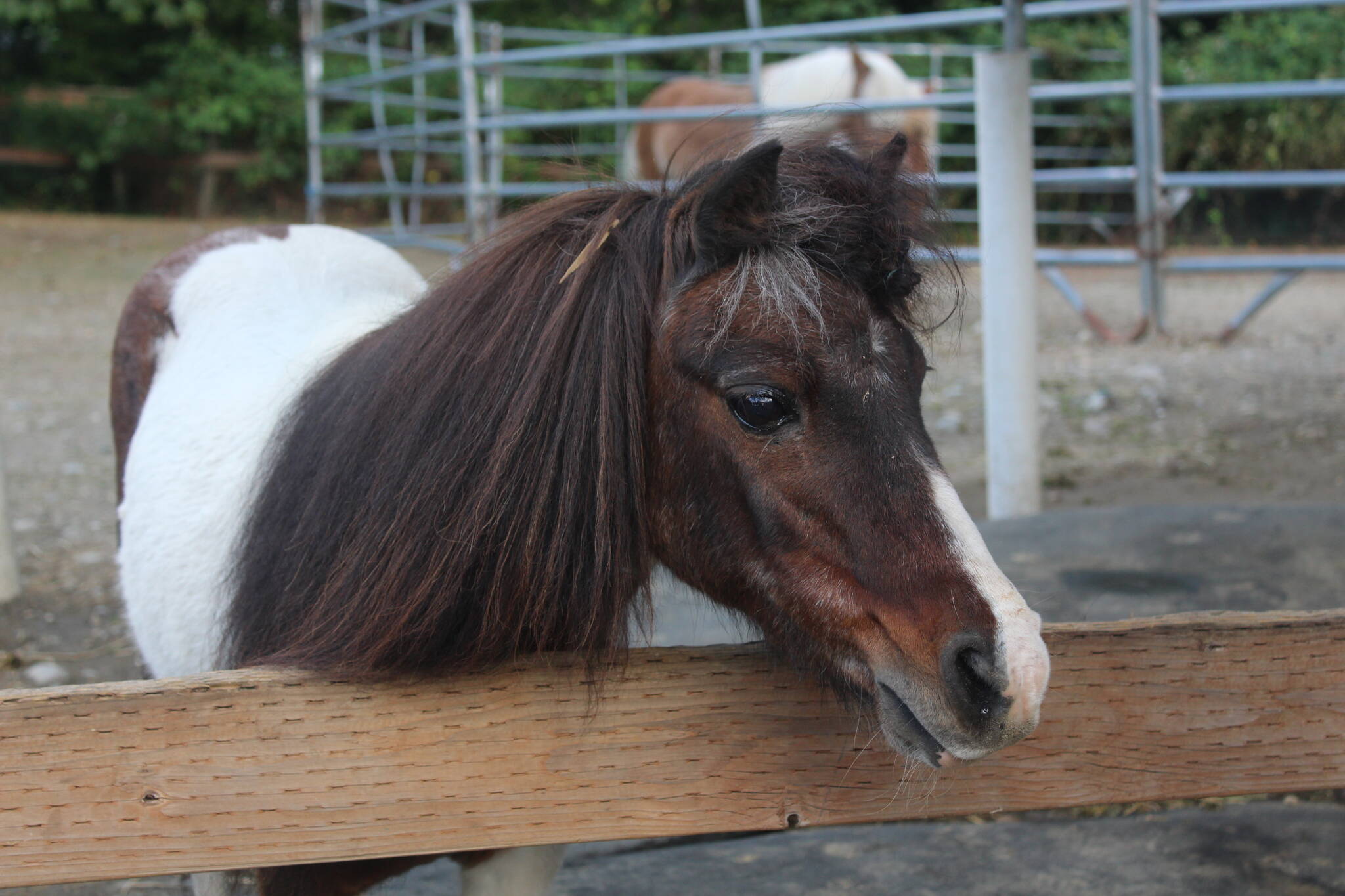 Little D was rescued from a hoarding situation and weighed only 100 pounds when arriving at Serenity Equine. Born in 1987, he’s almost completely blind.