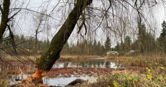 Screenshot from King County website
Cemetery Pond wetland in December 2022.