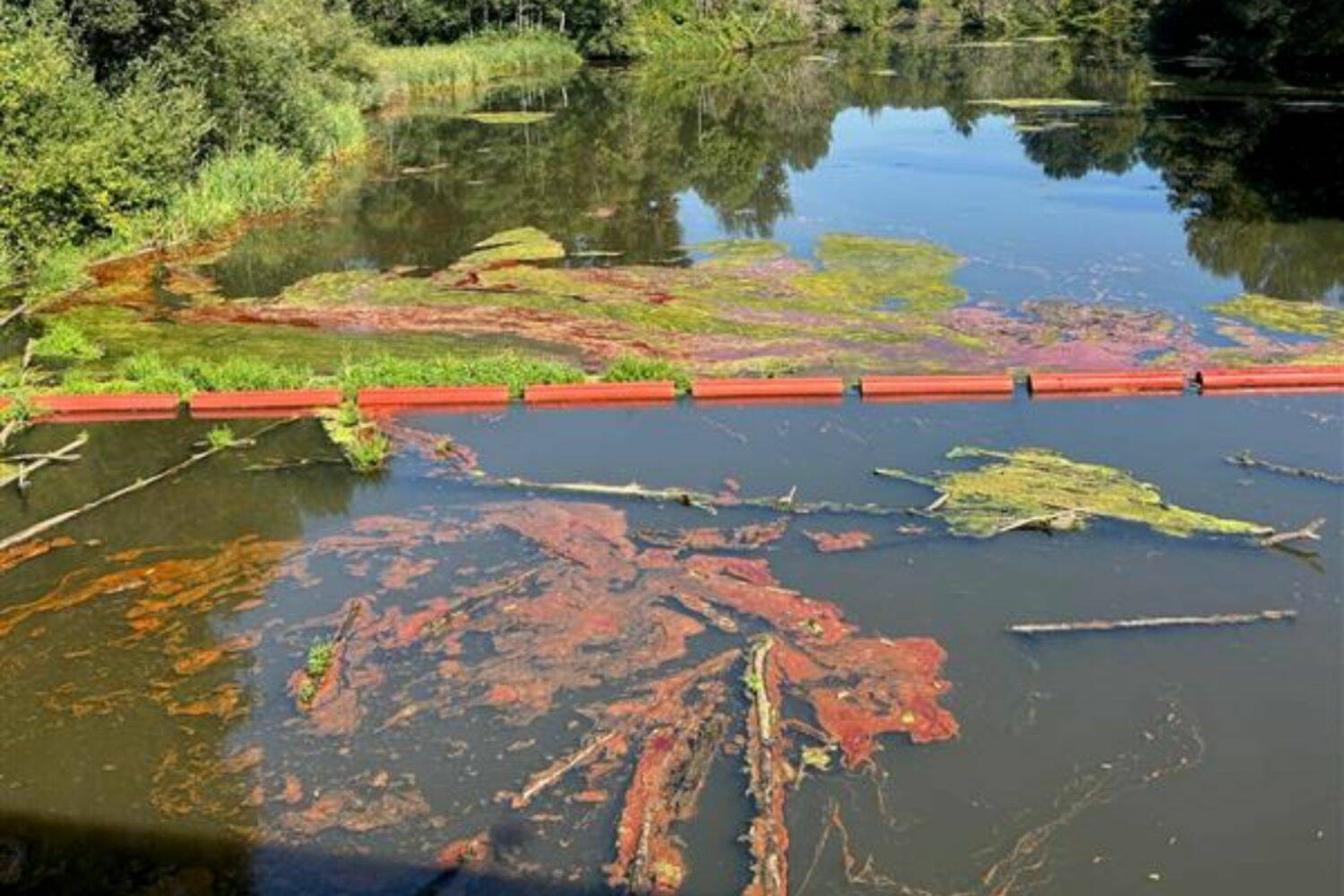 Cooking oil spill in the Black River wetland. (Screenshot from Dept. of Ecology twitter post)