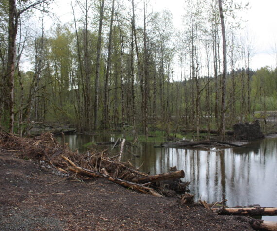 The site of where the Lones Levee was cleared on Green River to restore salmon habitat. Photo by Cameron Sheppard/Sound Publishing