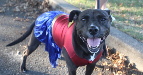 Photo by Bailey Jo Josie/Sound Publishing
Woof-Woof Wonder Woman wows at Renton’s Superhero 5k run. This year’s 5K fun run and walk will begin at 9:15 a.m. Dec. 3 at the Renton Community Center.