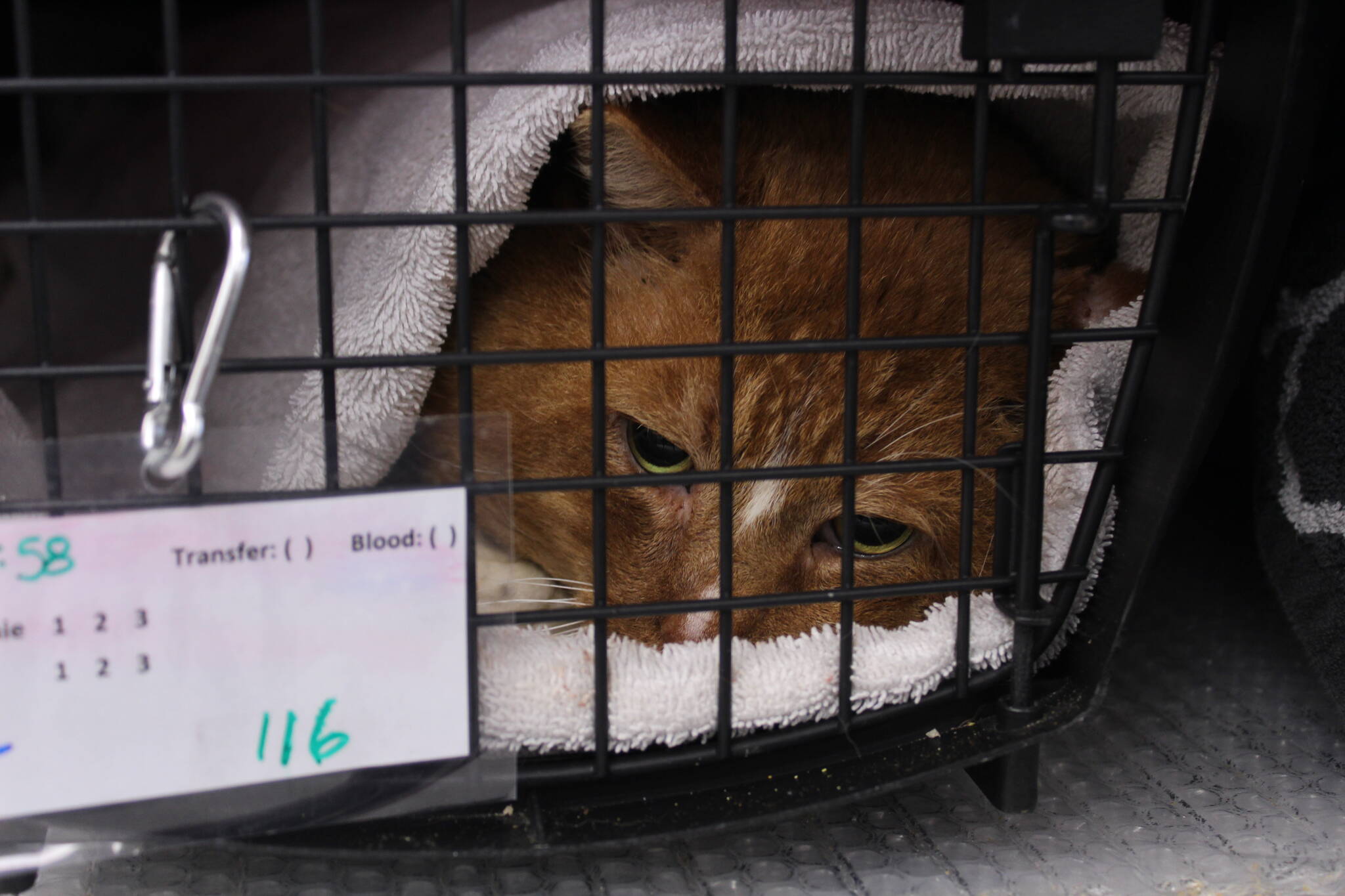 Bailey Jo Josie/Renton Reporter
An orange cat wakes up after surgery.