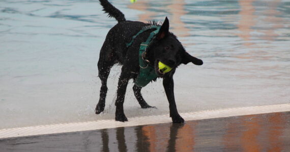 Sign your dog up for the annual Pooch Plunge Sept. 6-7. Here’s a scene from a Pooch Plunge of the past. Photo by Bailey Jo Josie/Sound Publishing