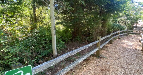 Wetlands in the city will see the biggest impact from the update to the Critical Areas Ordinance. Photo provided by the city of Renton