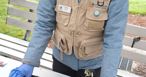 The Cedar River Salmon Festival returns Saturday, Oct. 11, along with the annual Salmon SEEson viewing along the Cedar River in Renton. Photo by Bailey Jo Josie/Sound Publishing