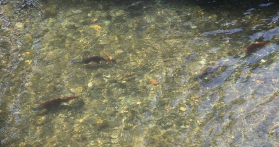 Sockeye salmon with their morphed bodies, changed during the spawning season, in the Cedar River. File photo