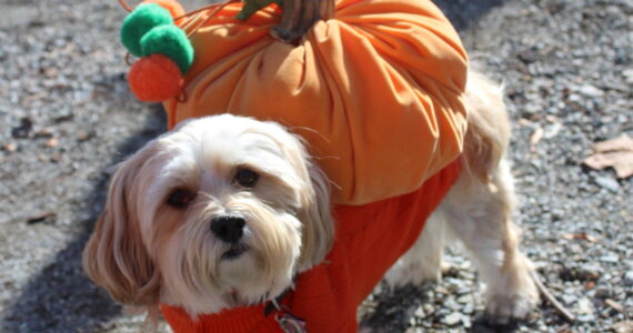 The 2025 Olde Fashioned Halloween Party begins at Cugini’s parking lot on 3rd Street and includes a costume contest for those on four legs as well as two. (Photo by Bailey Jo Josie/Sound Publishing)