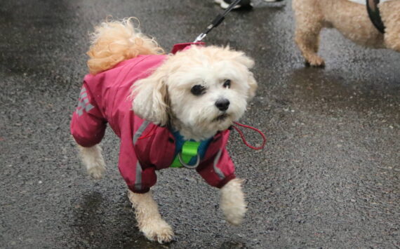 Photo by Bailey Jo Josie/Sound Publishing.