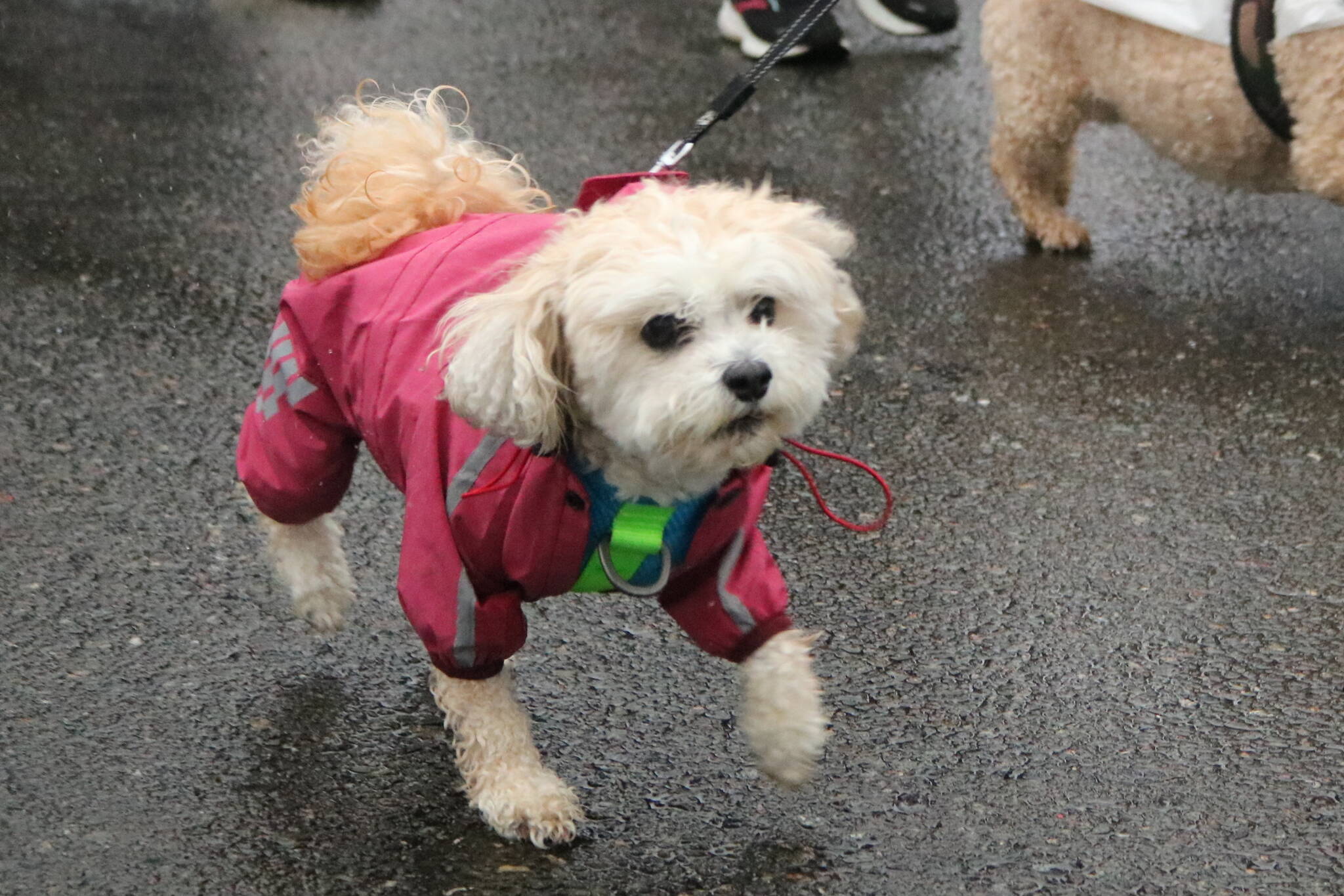 Photo by Bailey Jo Josie/Sound Publishing.