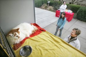 Ten-year-old Pandora relaxes in her cage aboard the MaxMobile Tuesday