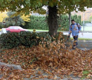 Ben Plummer of Blue Sky Landscaping in Puyallup cleans up the leaves at BigFoot Java across from Liberty Park in downtown Renton.
