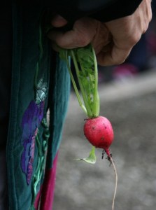 Pastor Gary Zender of St. Anthony School holds a radish picked from the school's new garden and greenhouse. The greenhouse was purchased with a $1
