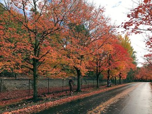 If you can’t tell by the changing leaves and chilly weather – it is autumn. A photographer snaps a photo of a couple standing underneath the red and orange hues.
