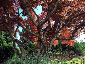 Gordon Steklenburg sent in this picture of a majestic tree in his neighborhood that’s bathed in sunlight.
