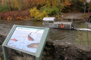 The fish weir in the Cedar River near the Renton Community Center.