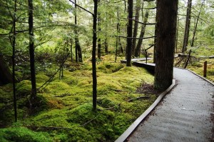 SHADOW Lake Nature Preserve is a 92-acre preserve and home to one of Puget Sound’s last remaining peat bogs.