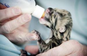 A newly born endangered clouded leopard cub at Point Defiance Zoo & Aquarium is fed Tuesday.