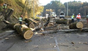 City workers cut trees along the Maple Valley Highway Sunday. The trees were discovered to be damaged and had to come down.