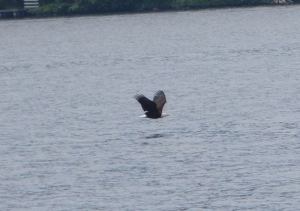 He may not be a Blue Angel but this flier’s performance caught the eye of Robert Hess during the Angels’ performance at Seafair.