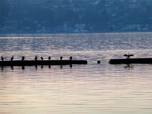 Several birds are lined up and preparing to enjoy the beautiful sunset reflecting off the water around them this past week at Gene Coulon Park.