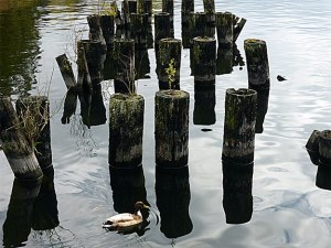 “Spring is so interesting as bits of green pop up. I love the way a ‘little tree’ is growing out of the piling. I took a picture of it