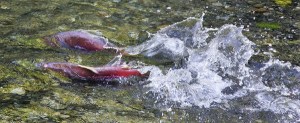 Two sockeye salmon fight their way up the Cedar River in Renton