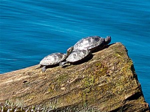 “It was fun watching the turtles taking advantage of the sun down at Coulon last week. For some reason I haven’t seen any this week. I hope summer isn’t over yet.'