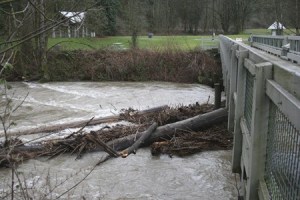 A logjam is resting against the footbridge to Riverview Park on the Cedar River. The City of Renton is developing a plan to remove it.