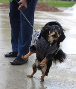 The gray and chilly weather can't prevent this little 1-year-old pup from having fun!