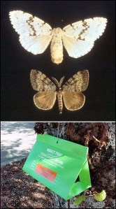 The gypsy moth – above