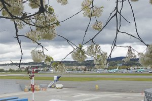 Beautiful blossoms on a tree near the airport are framed by menacing gray skies. Ah