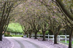 Renton resident Robert Newton snapped this beautiful picture that he calls 'Pretty in Pink' just off Cemetery Road in Renton.