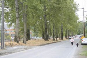Lisa Magnuson of Renton runs with her dog Boone along what will become Seahawks Way in front of the Virginia Mason Athletic Center