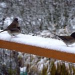 No more snow this weekend | WEEKEND WEATHER