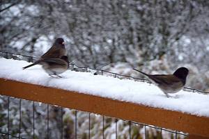 No more snow this weekend | WEEKEND WEATHER