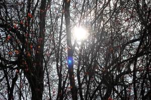 After weeks of rain and gray skies, the sun made a long due appearance on Thursday. (Leah Abraham | Renton Reporter)