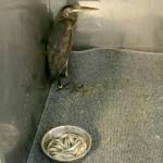A great blue heron came in on Feb. 10 unable to move. The heron should be able to recover completely and fly on its own soon. ANA KAREN PEREZ GUZMAN, The Reporter